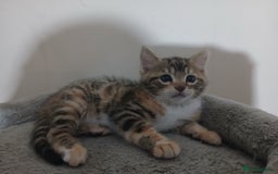 Mixed Breed cats for sale: Beutyful bengal babies wisbech 🐈😻 - Advert 15