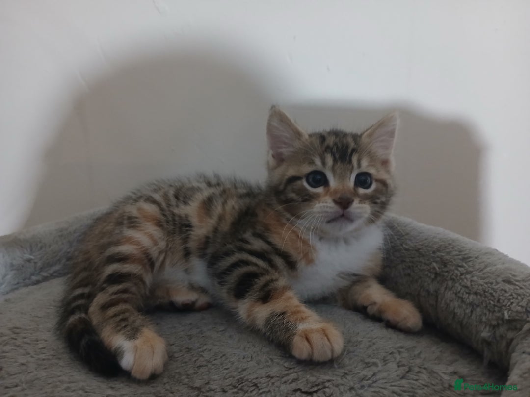 Mixed Breed cats for sale: Beutyful bengal babies wisbech 🐈😻 - Advert 15
