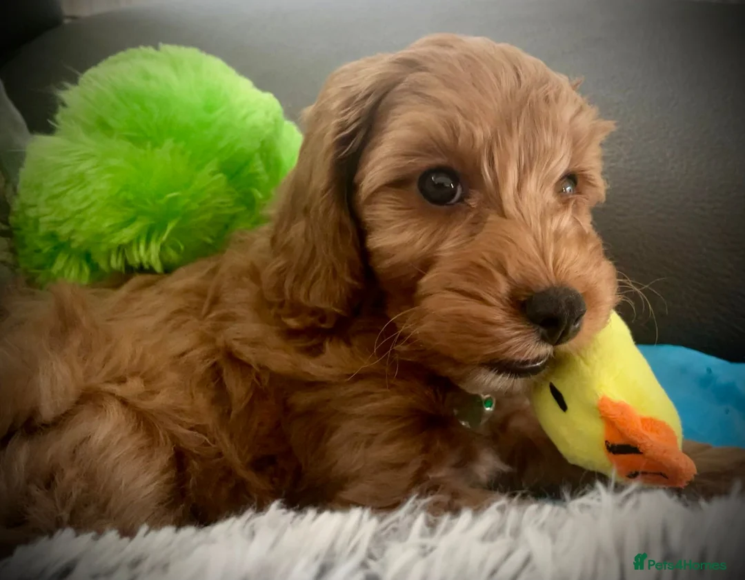 Cockapoo dogs for stud: F1b Red Proven Cockapoo DNA Tested F/F for Stud  in Coventry - Advert 19