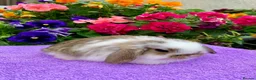 Mini Lop rabbits for sale: Gorgeous, purebred Mini lop babies ready October - Advert 21