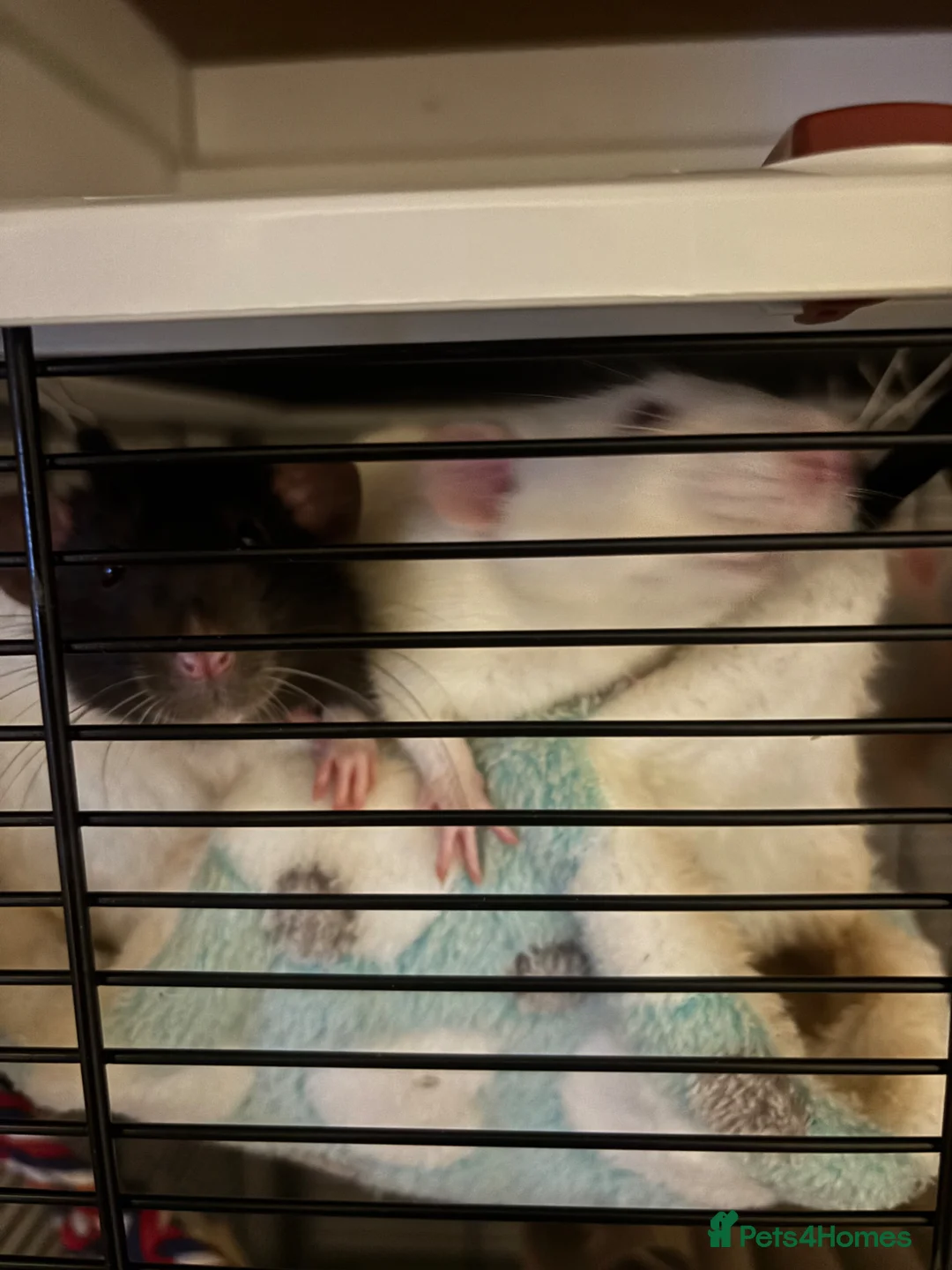 Rat rodents for sale: Two 5 month old male rats  in Paignton - Advert 1