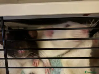 Rat rodents Two 5 month old male rats - Advert 5