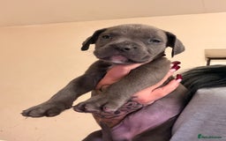 Cane Corso dogs for sale: Cane Corso puppies - Image 18