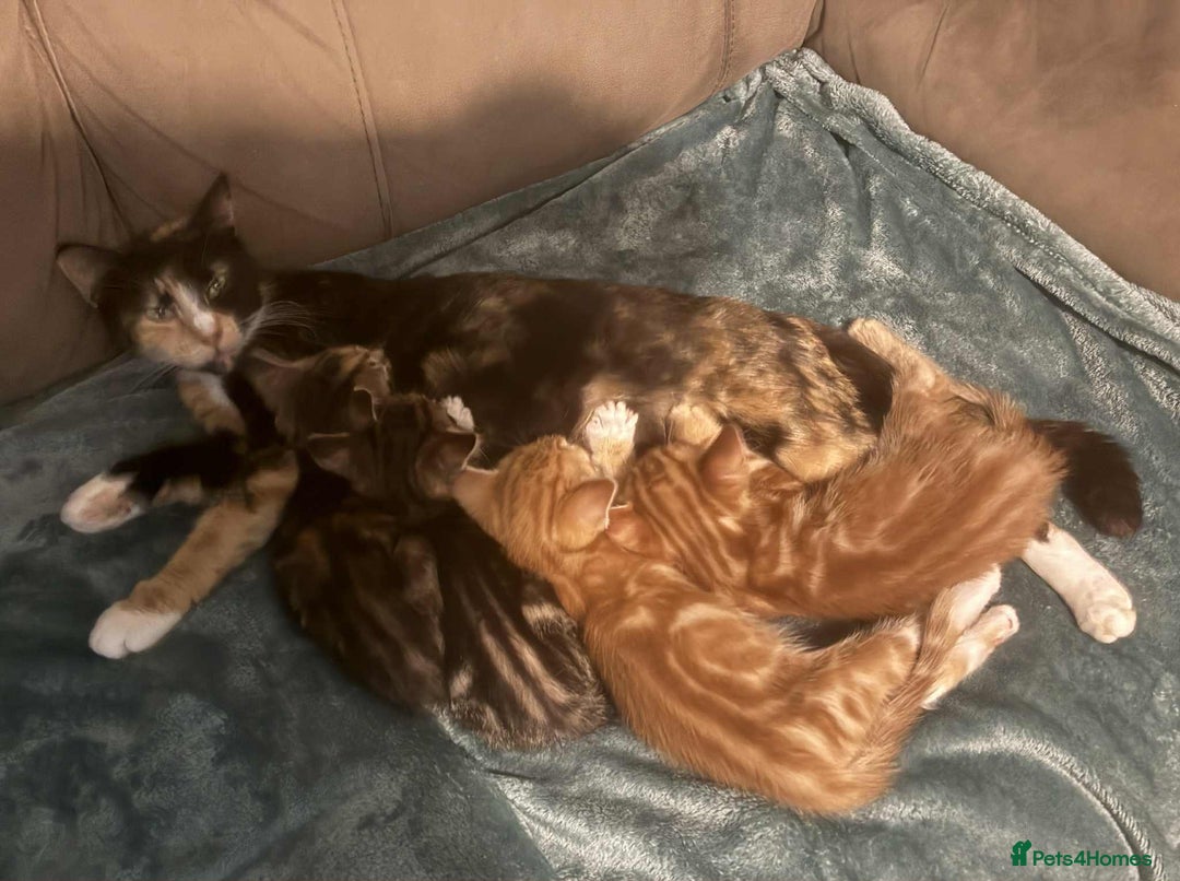 Domestic Shorthair cats for sale: Beautiful tabby kittens available - Advert 4