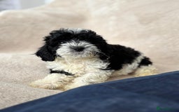Cavapoo dogs for sale: Cavapoo - Image 4