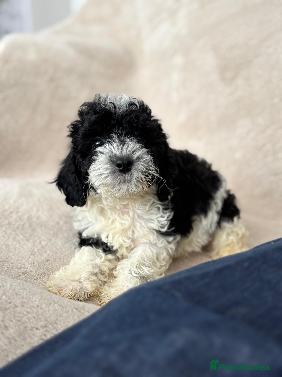 Cavapoo dogs for sale: Cavapoo - Image 4