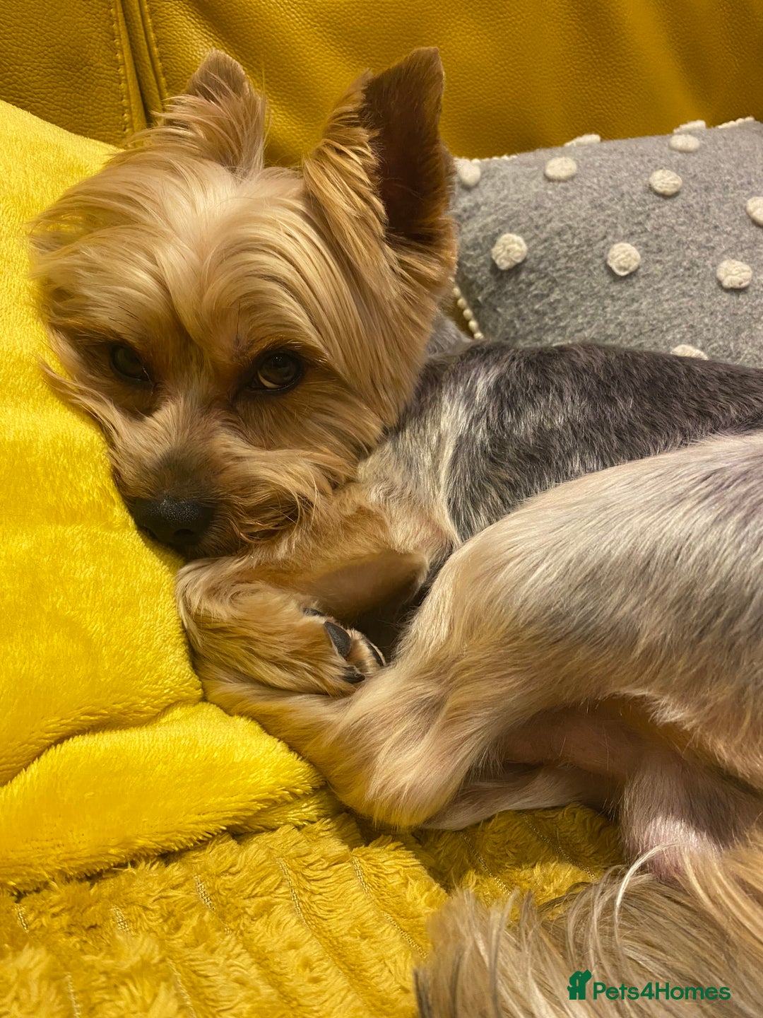 Yorkshire Terrier dogs for stud: Billy Boy  - Image 5