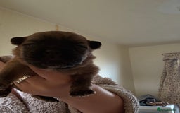 Mixed Breed dogs for sale: German shepherd cross chow chow/French bulldog  - Image 21