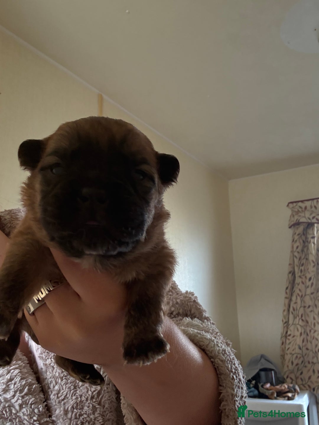 Mixed Breed dogs for sale: German shepherd cross chow chow/French bulldog  - Image 21