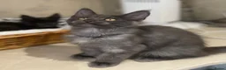 Maine Coon cats for sale: Stunning GCCF Registered Maine Coon Kittens  - Advert 4