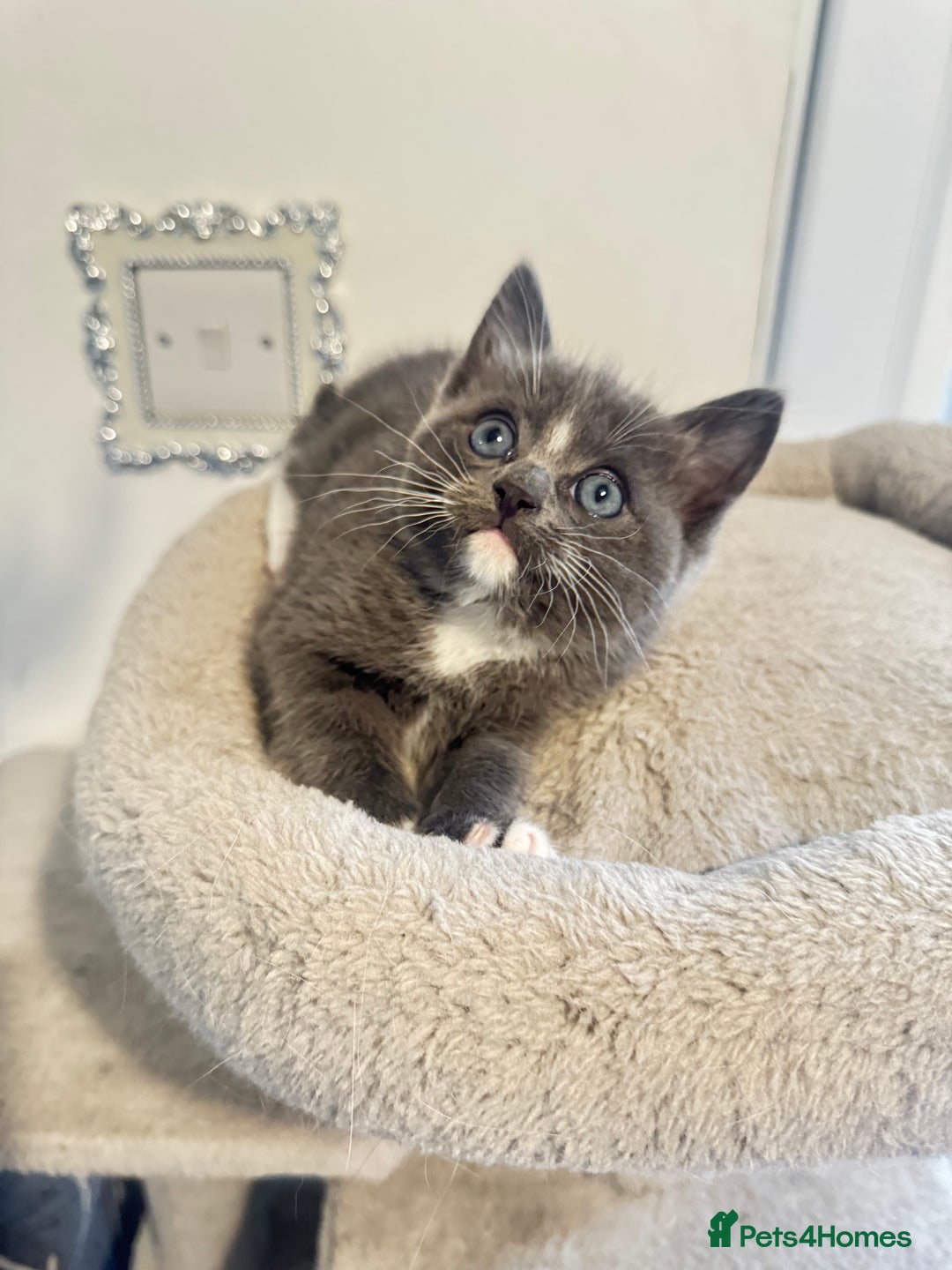 Ragdoll cats for sale: Beautiful Ragdoll Kittens - Advert 16