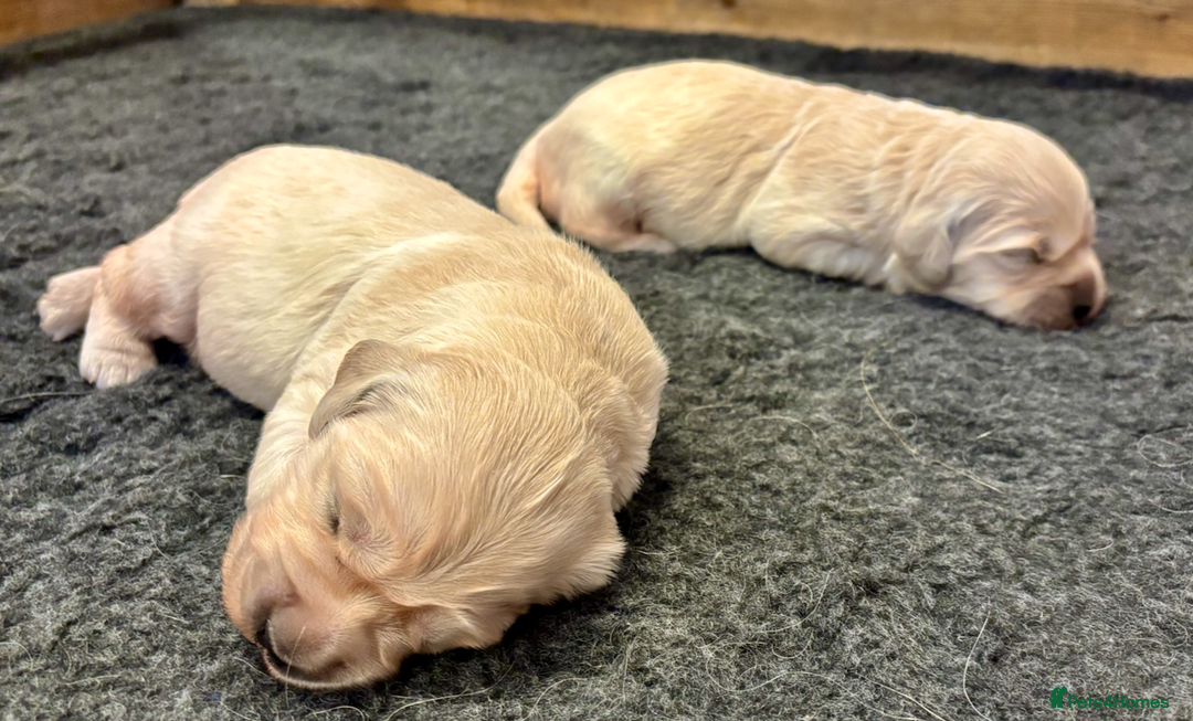 Golden Retriever dogs for sale: KC Reg Golden Retriever Puppies - Image 5