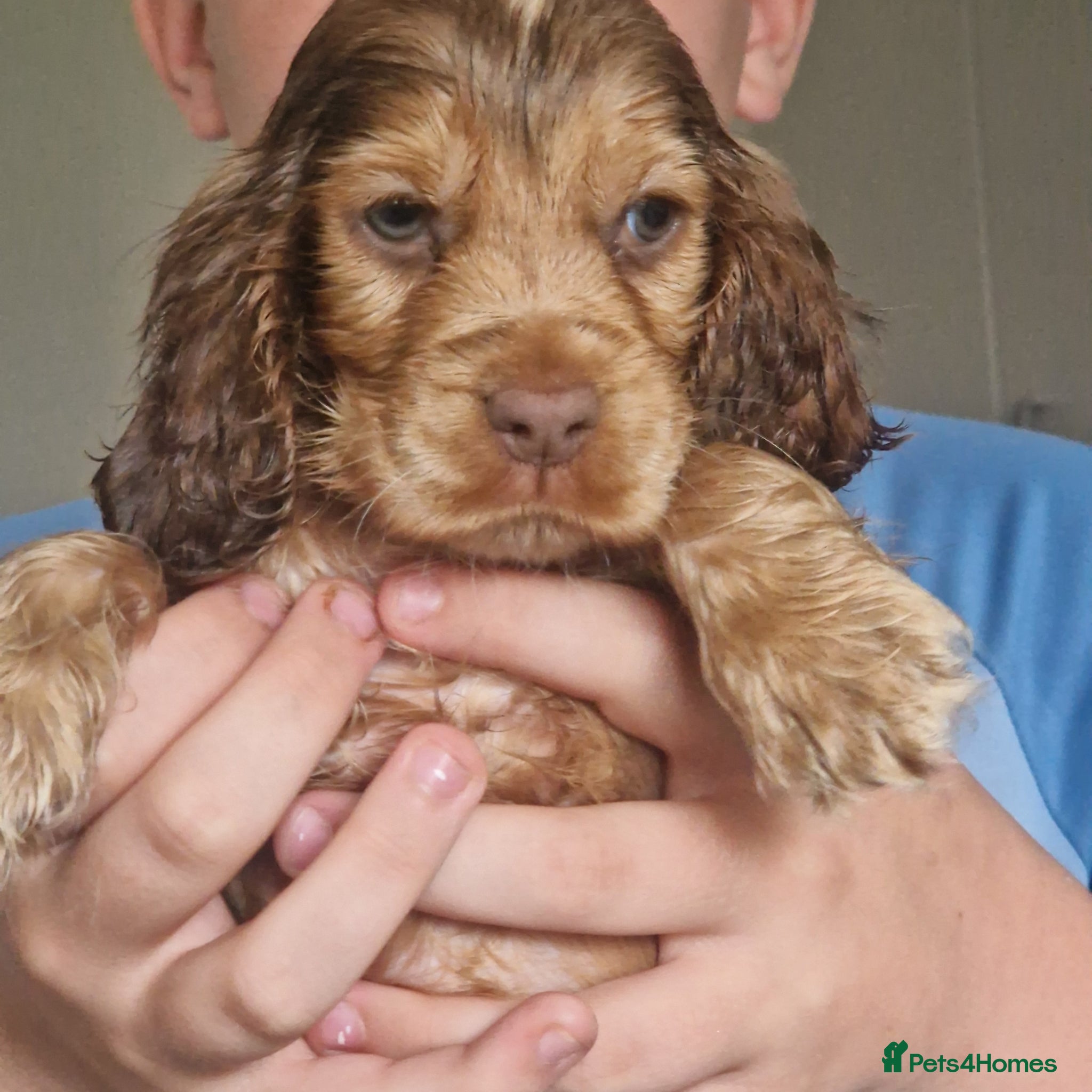 Cocker Spaniel dogs !!KC Registered Beautiful show Cocker Spaniels!!!  - Advert 6