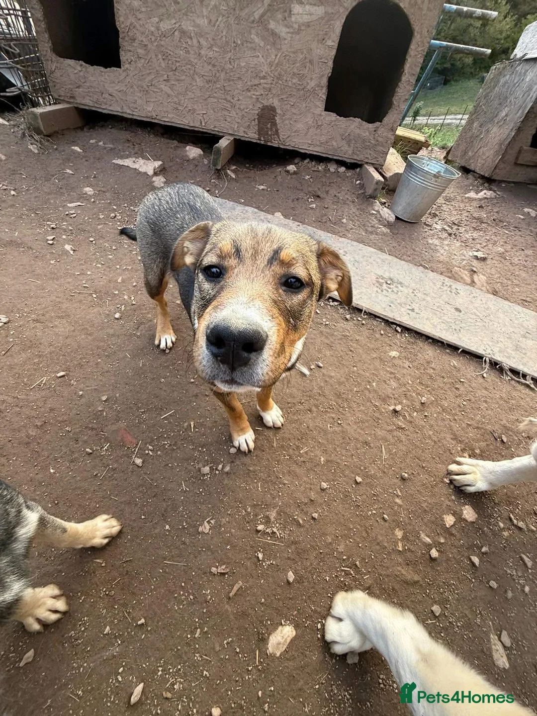 Mixed Breed dogs for adoption: Solstice is looking for a home - Advert 4