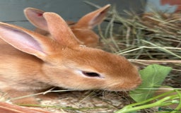 Rex rabbits for sale: 2 show quality beautiful mini Rex orange bucks - Image 2