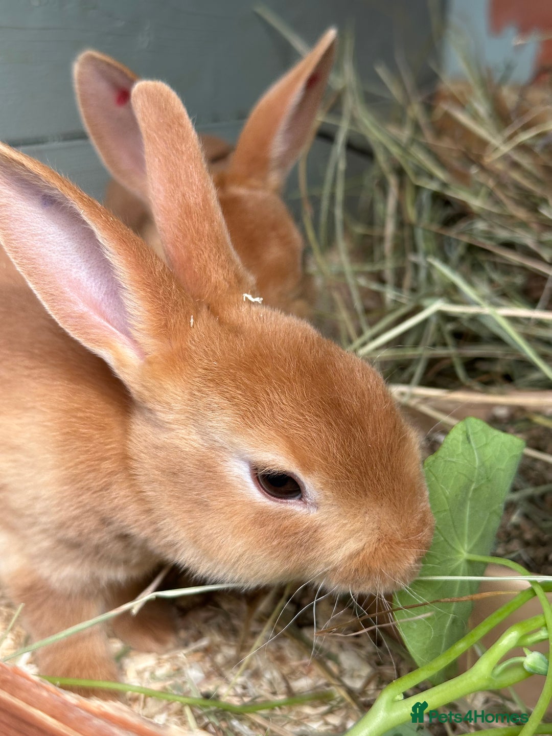 Rex rabbits for sale: 2 show quality beautiful mini Rex orange bucks - Image 2