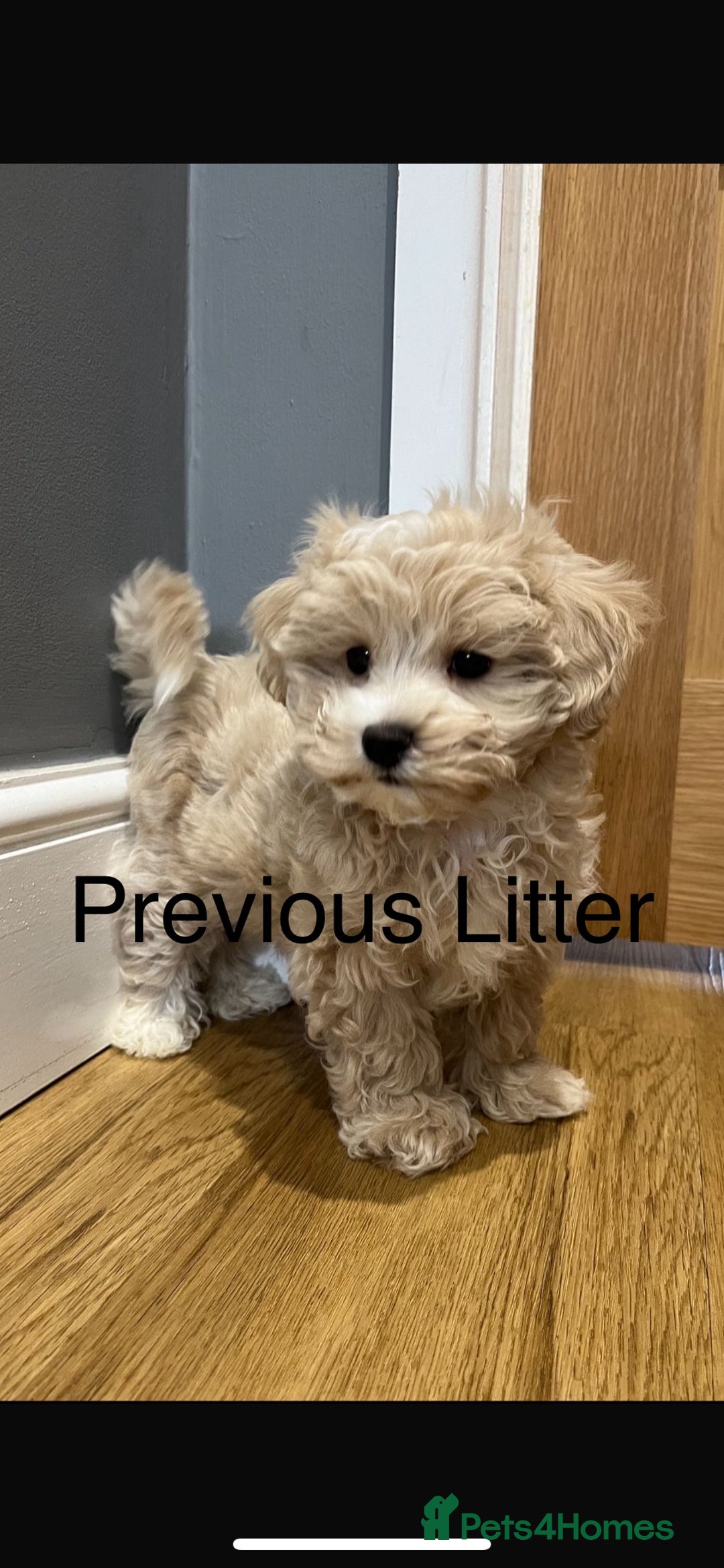 Maltipoo dogs for sale: Stunning F1 Maltipoo Baby Boy - Advert 11