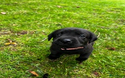 Labrador Retriever dogs for sale: Nicky shields  - Image 6