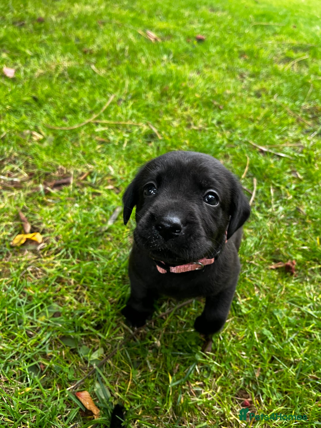 Labrador Retriever dogs for sale: Nicky shields  - Image 6