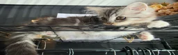 Persian cats for sale: Persian Mix Male Kitten - Advert 14