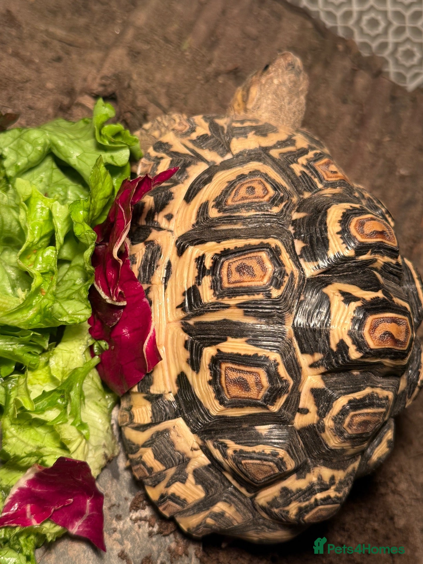 Tortoise reptiles Leopard tortoises and table plus lights  - Advert 14