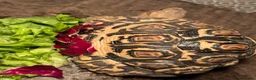 Tortoise reptiles for sale: Leopard tortoises and table plus lights  - Advert 1