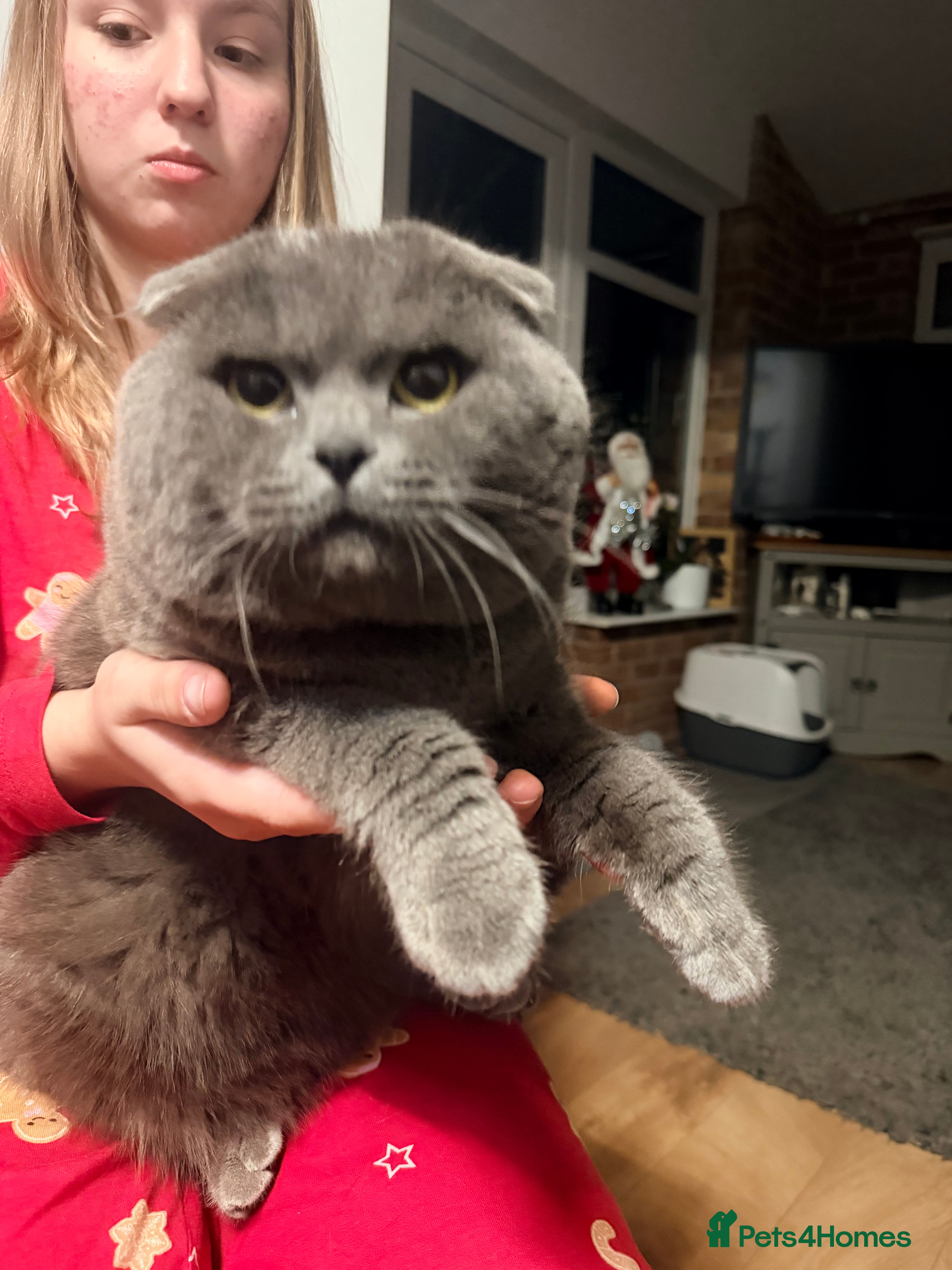 British Shorthair cats British shorthair  in Nottingham - Advert 9