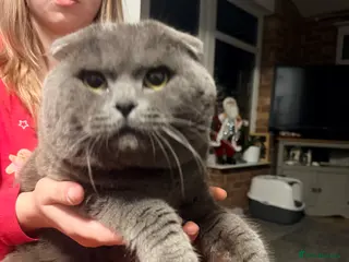 British Shorthair cats British shorthair in Nottingham - Advert 9