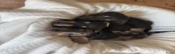 Dachshund dogs for sale: dachshund Puppies - Advert 2