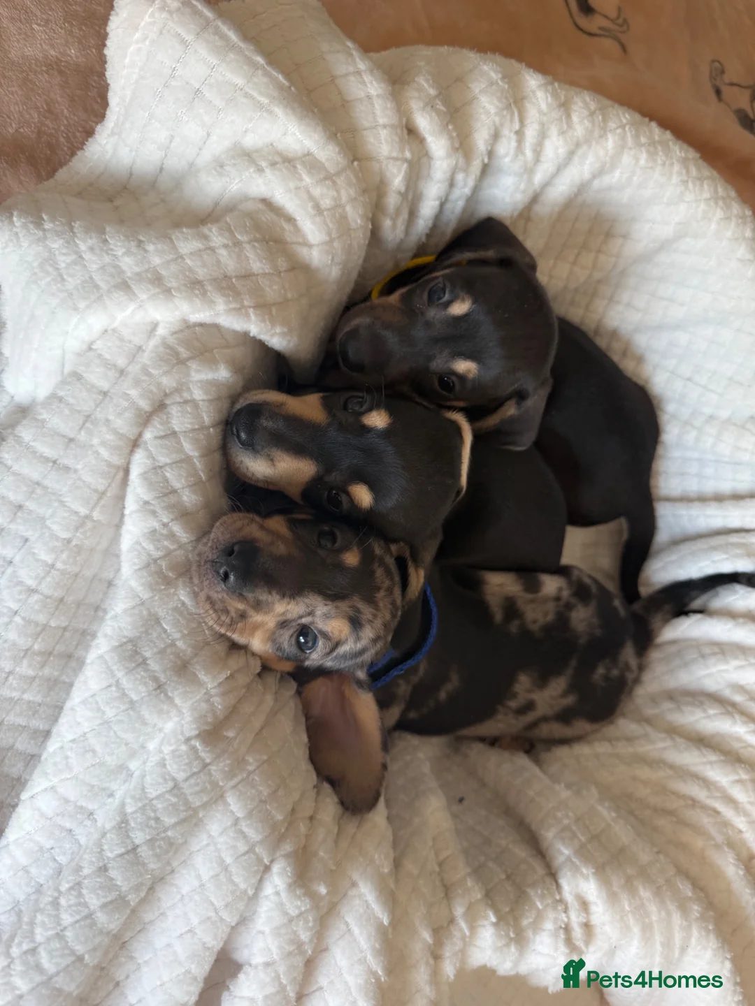 Dachshund dogs for sale: dachshund Puppies - Advert 2