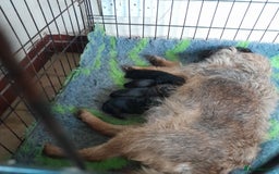 Border Terrier dogs for sale: KC REG SLEM CLEAR PUPPIES - Image 6
