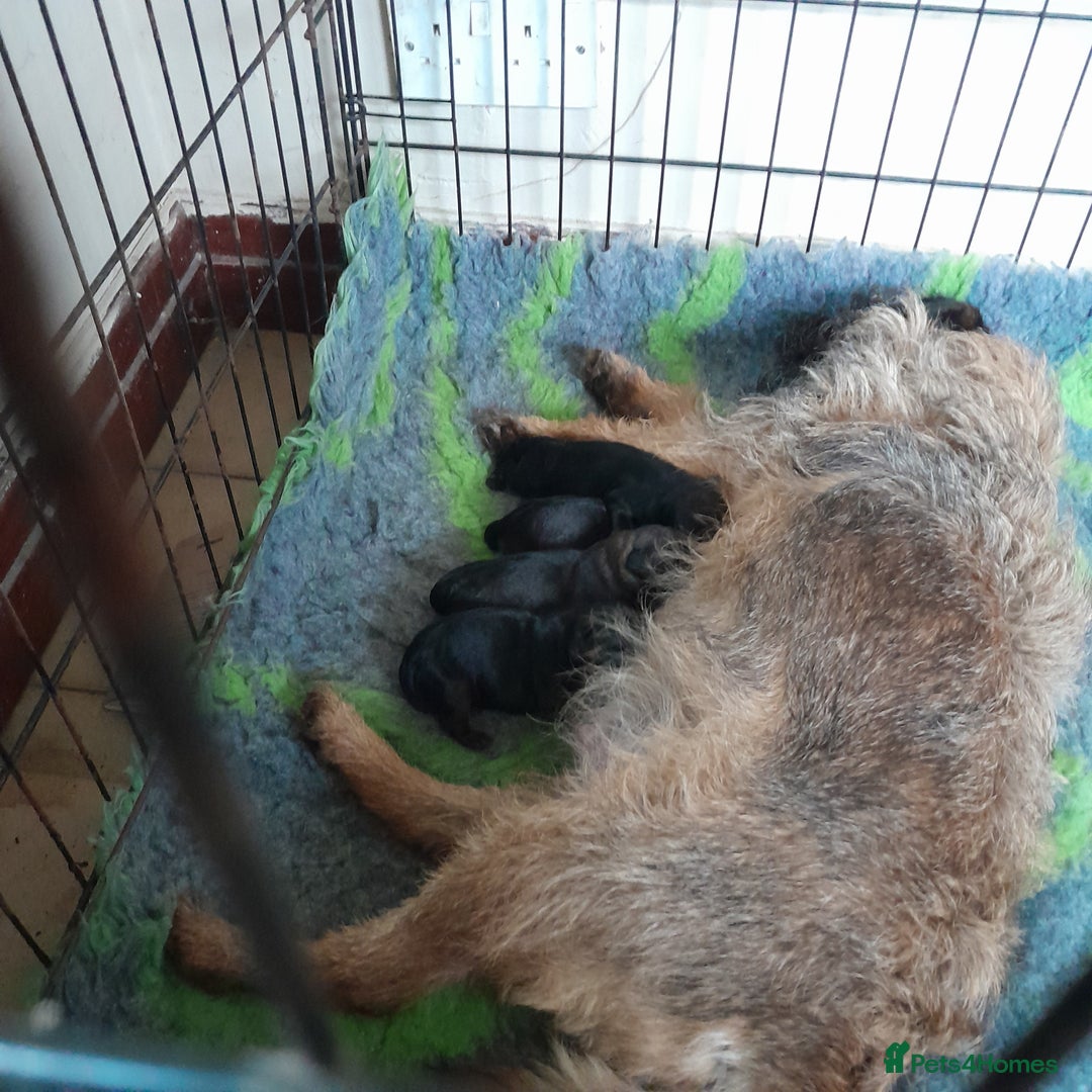 Border Terrier dogs for sale: KC REG SLEM CLEAR PUPPIES - Image 6