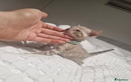 Bengal cats for sale: LAST 1! HEALTH TESTED bengal kittens TICA  - Image 6