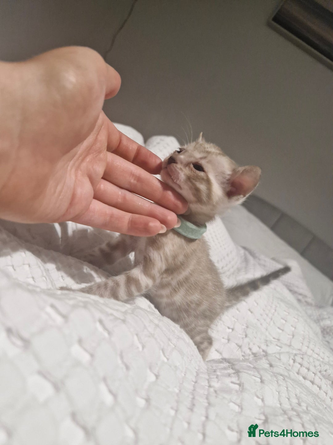 Bengal cats for sale: LAST 1! HEALTH TESTED bengal kittens TICA  - Image 6