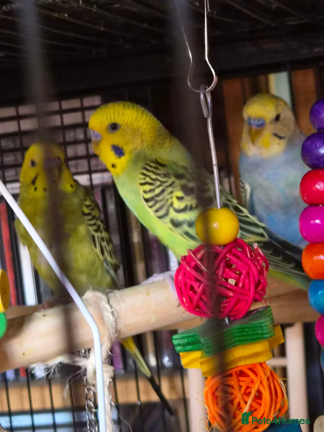 Budgerigars birds for sale: Budgies in Dorchester - Advert 2