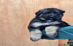 German Shepherd dogs for sale: Beautiful German Shepherd Puppies  - Image 6