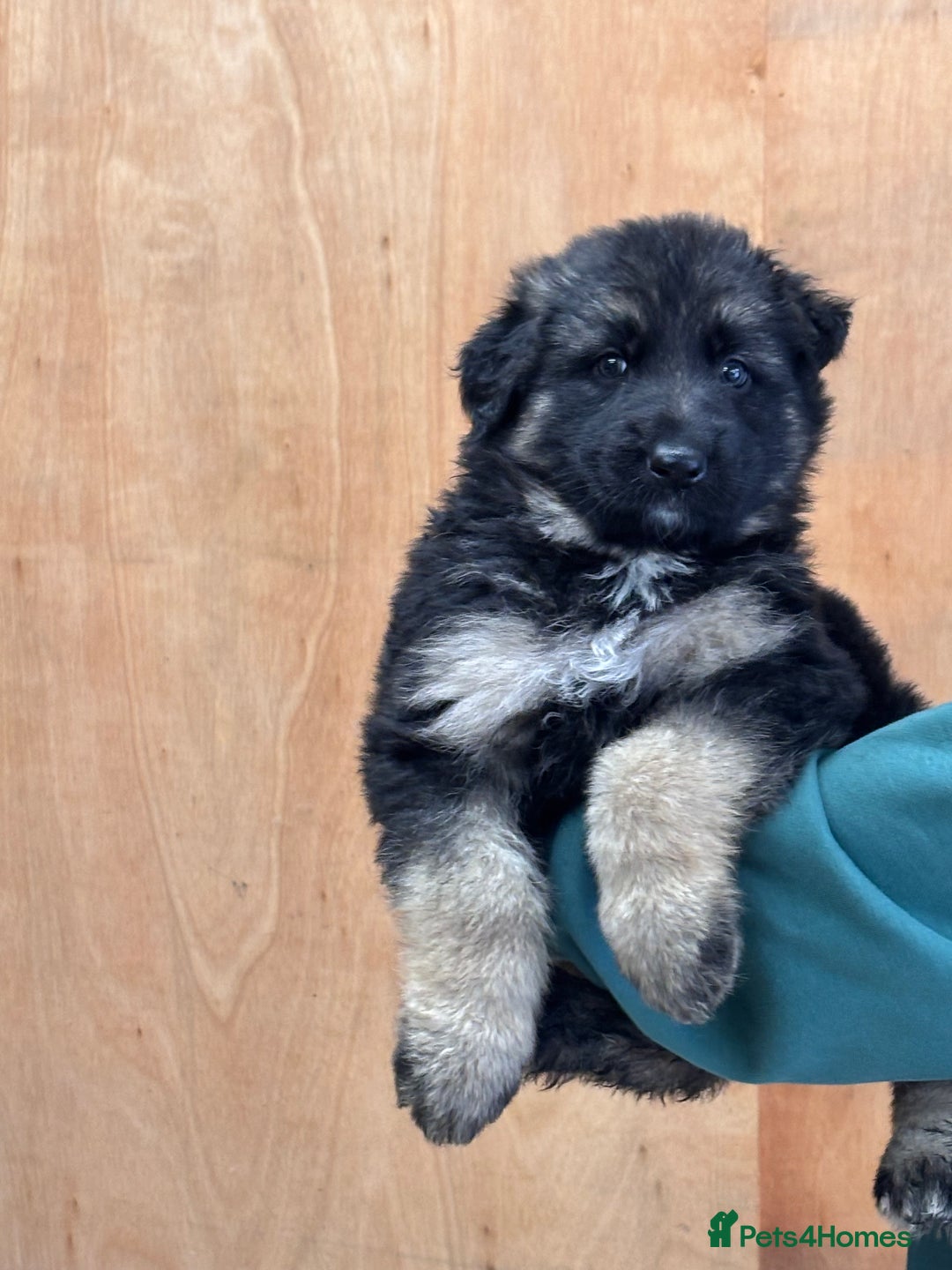 German Shepherd dogs for sale: Beautiful German Shepherd Puppies  - Image 6