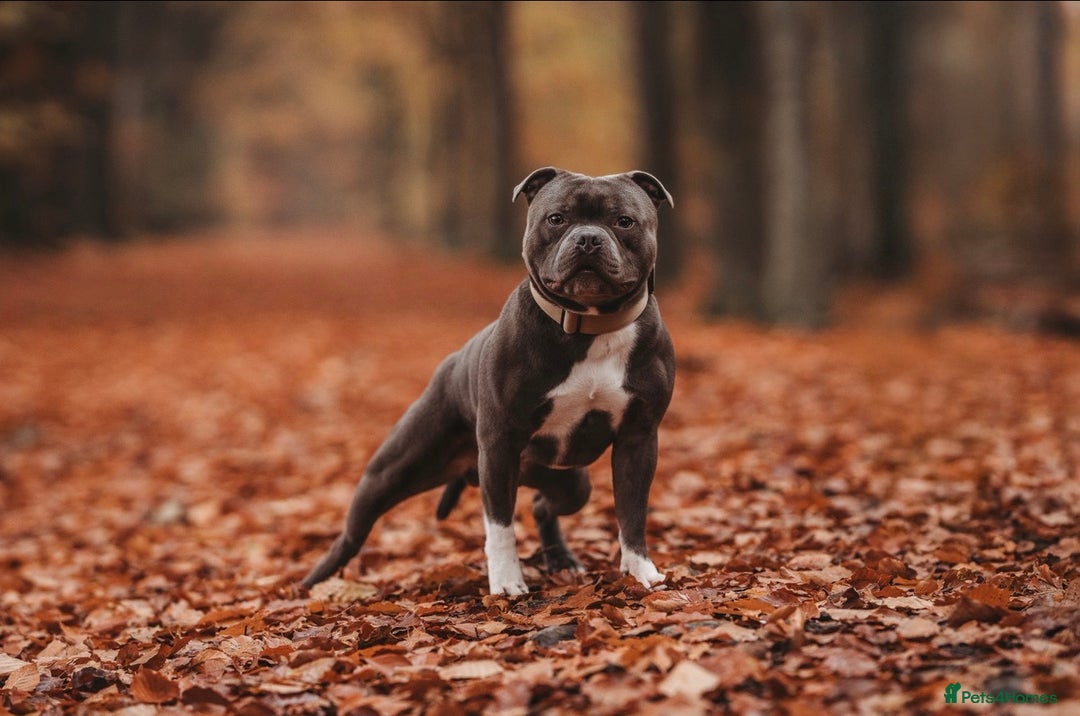 Staffordshire Bull Terrier dogs for stud: BEST UK BRED BLUE STUD  - Image 2