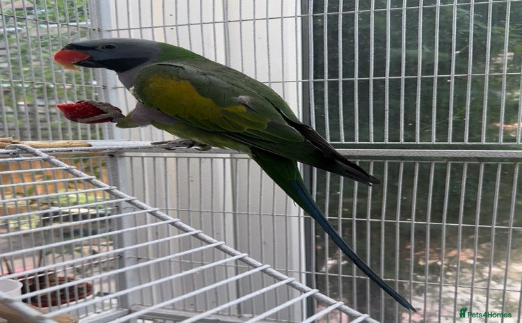 Parakeets birds - Advert 1
