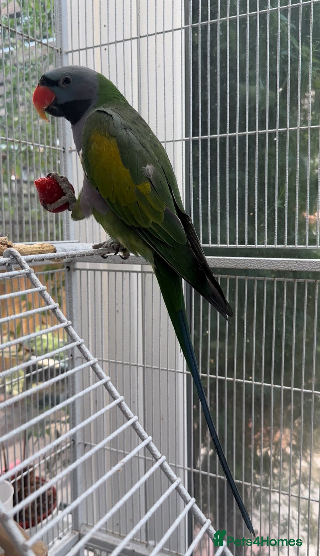 Parakeets birds for sale: Moustache parakeet  - Image 1