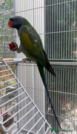 Parakeets birds - Advert 8