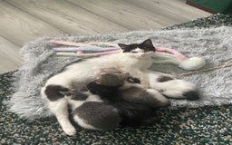 Domestic Shorthair cats for sale: Last lovely little female kitten - Image 4