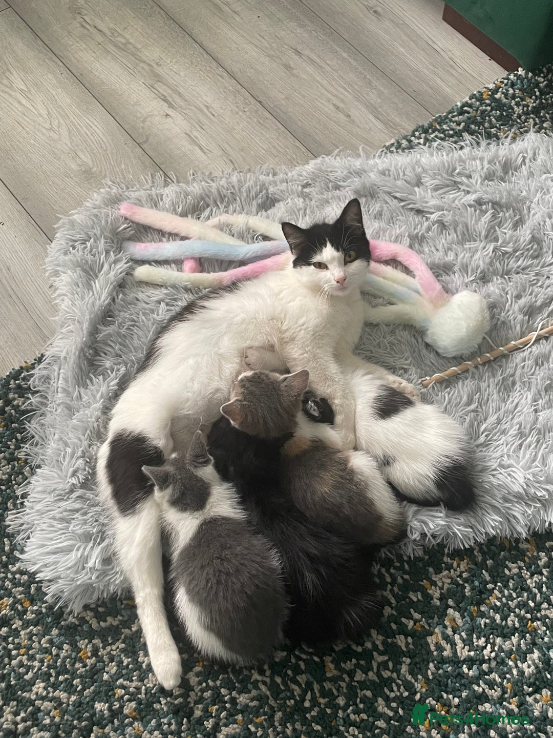 Domestic Shorthair cats for sale: Last lovely little female kitten - Image 4