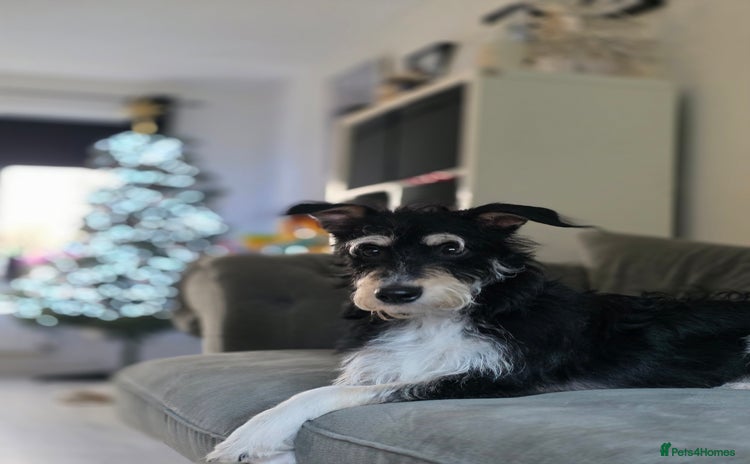 Mixed Breed dogs - Advert 11