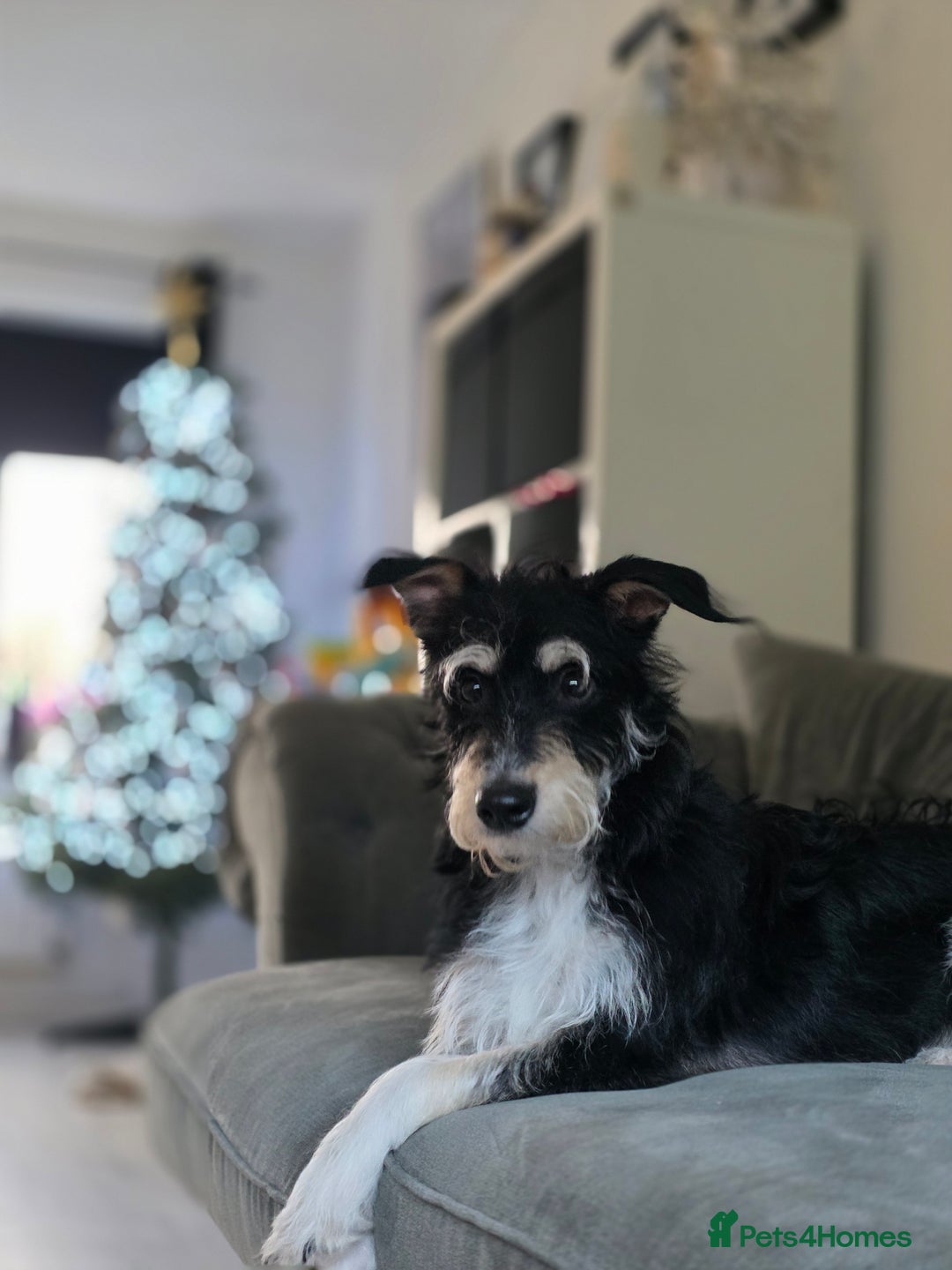 Mixed Breed dogs for sale: Sonny - Image 1