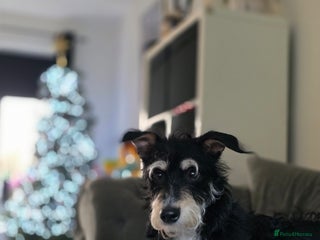 Mixed Breed dogs for sale - Advert 1