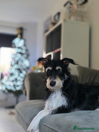 Mixed Breed dogs - Advert 11