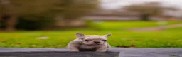 French Bulldog dogs for sale: French bulldogs Fluffy carriers  - Advert 5