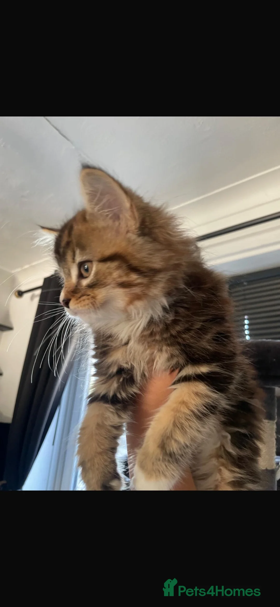 Mixed Breed cats for sale: Fluffy mixed breed Kittens - Advert 2