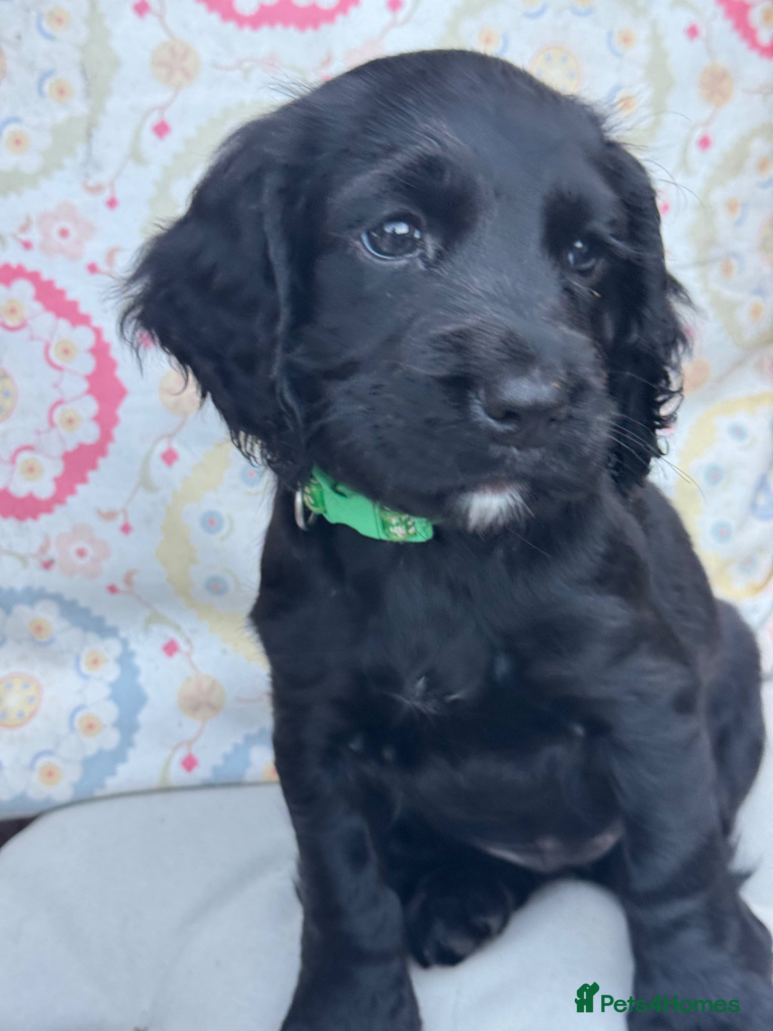 Cocker Spaniel dogs Pretty RKC Working Cocker Pups Fully DNA Tested - Advert 12
